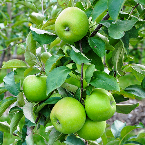 Granny Smith appelboom