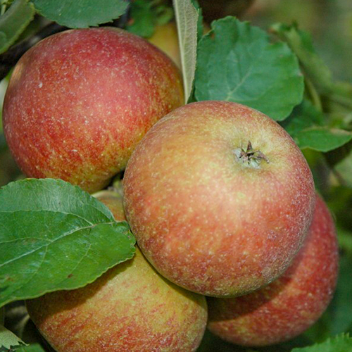 Rode Boskoop Goudreinet Appelboom