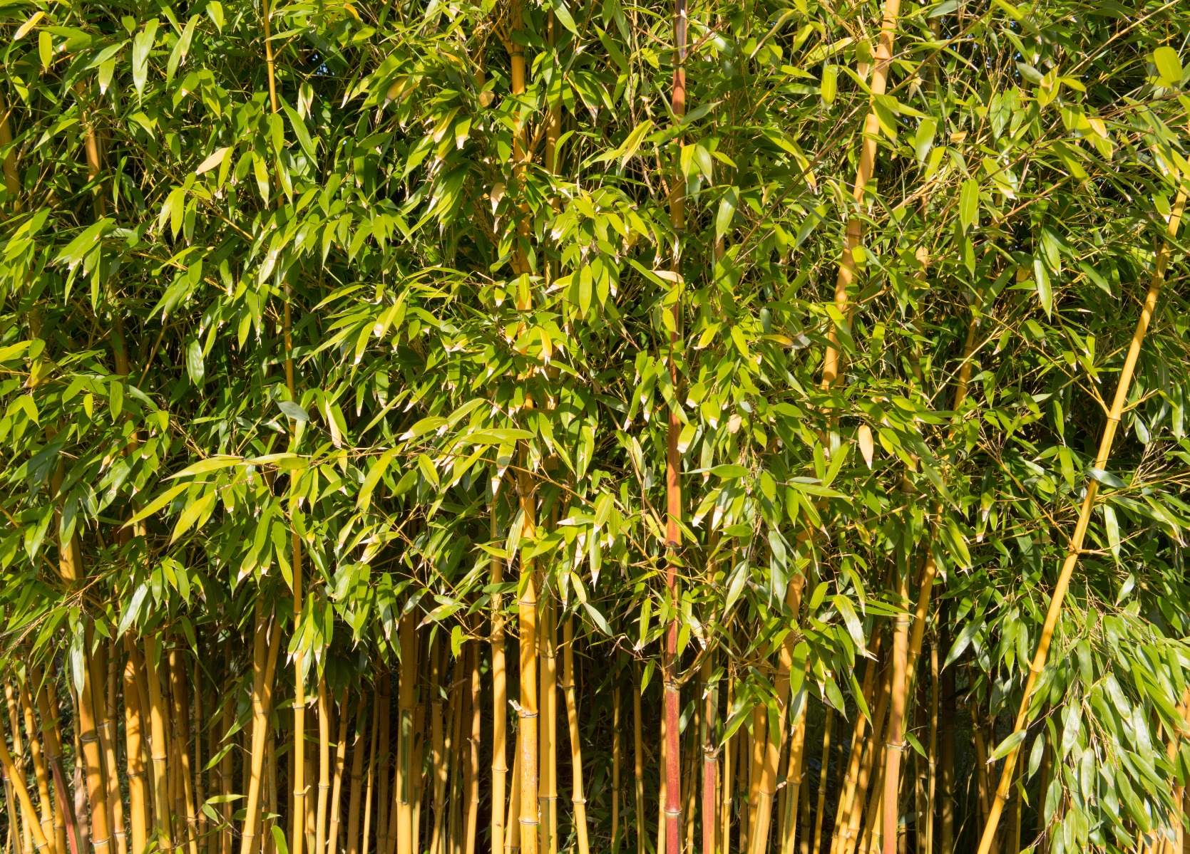 Exotische planten voor vakantie in eigen tuin - Bamboo bamboe