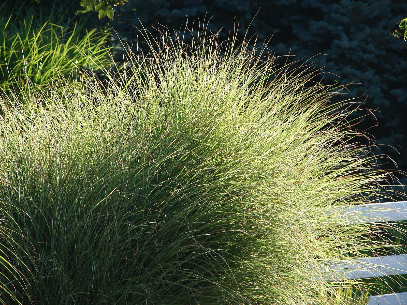 Miscanthus sinensis Morning Light