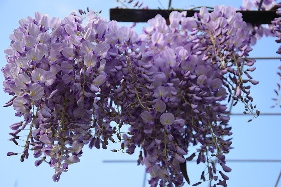 Blauwe Regen Wisteria Klimplant met bloemen