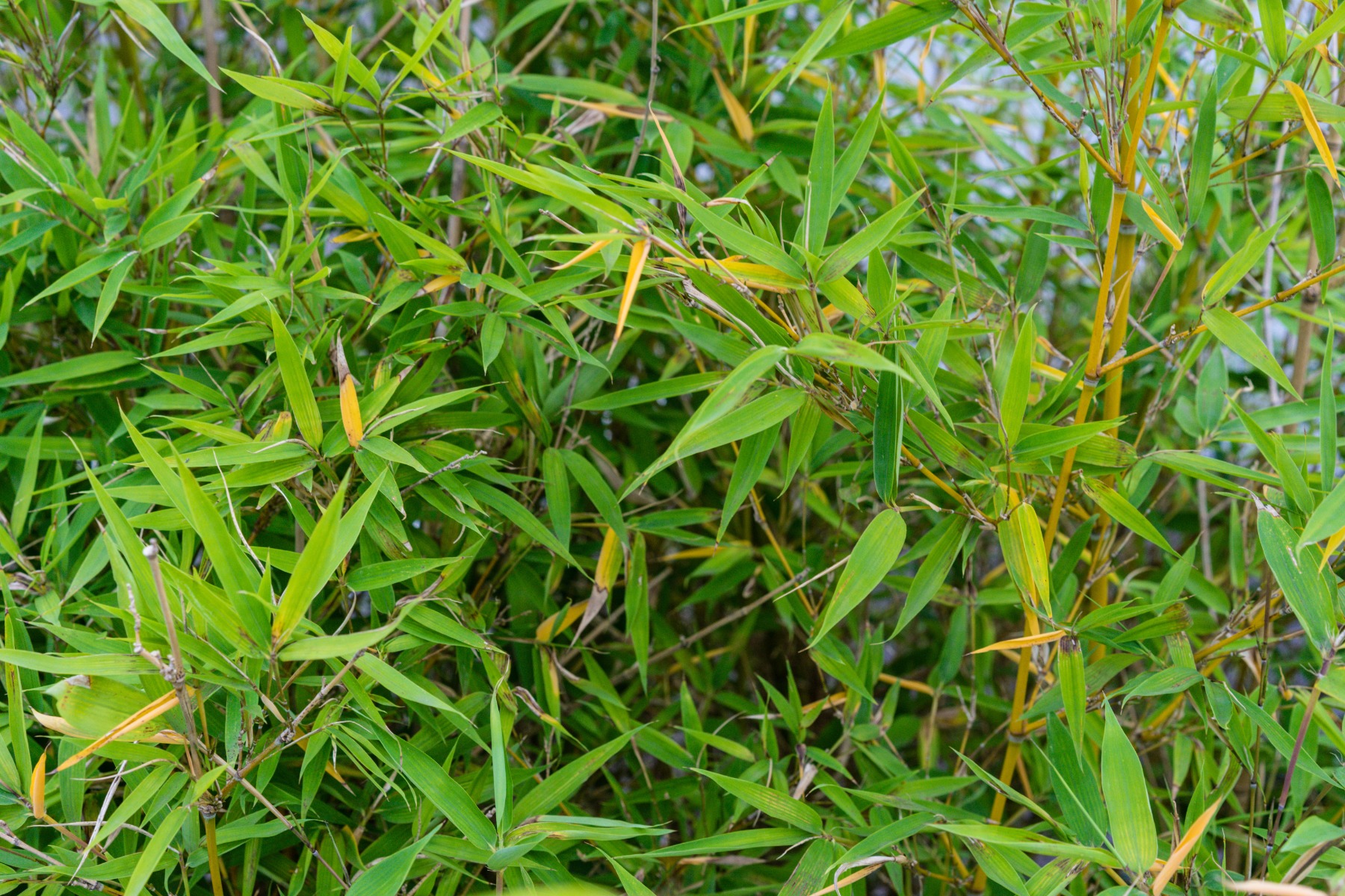 Planten daktuin dakterras - Bamboe