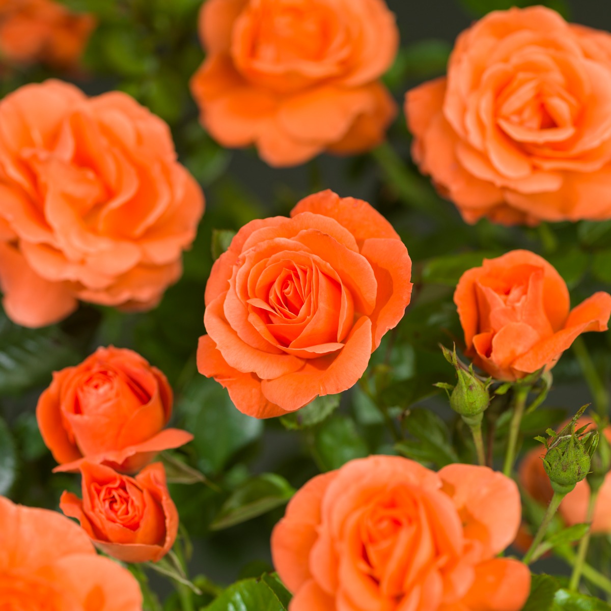 Klimroos Roza oranje Klimplant met bloemen