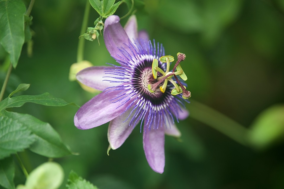 Passiflora Passiebloem Groenblijvende Klimplant