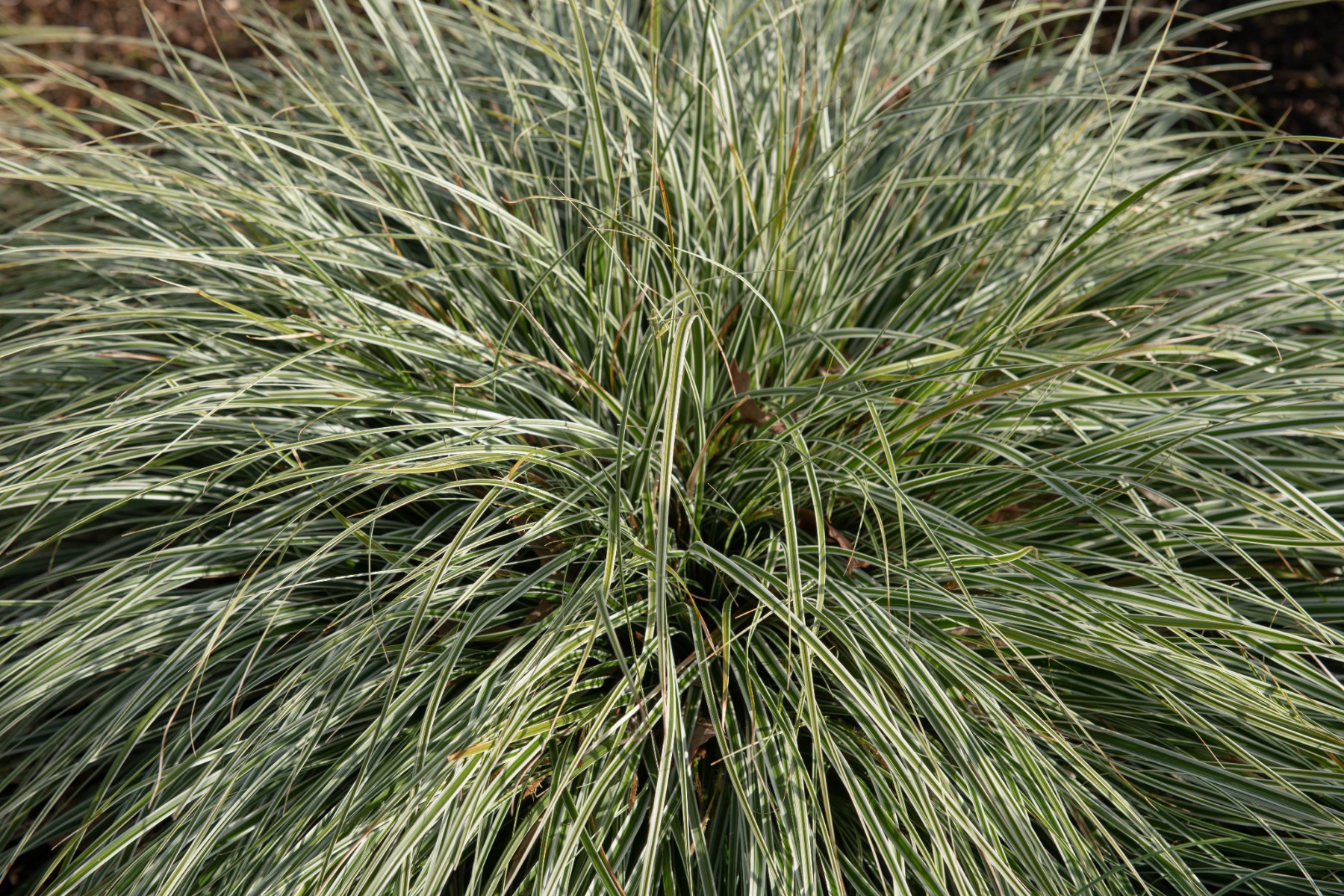 Carex oshimensis Everest