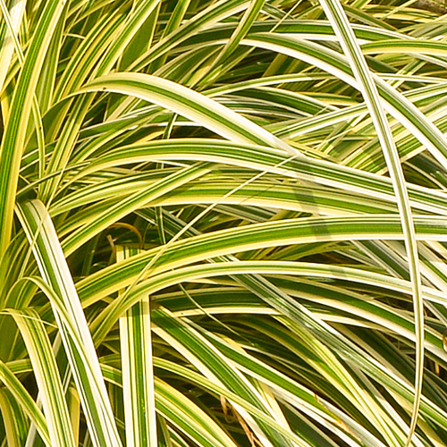 Japanse Zegge Carex morrowii 'Everglow'