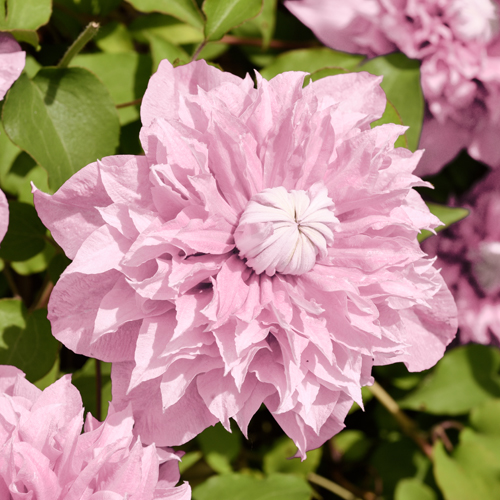 Clematis Bosrank Groenblijvende klimplant