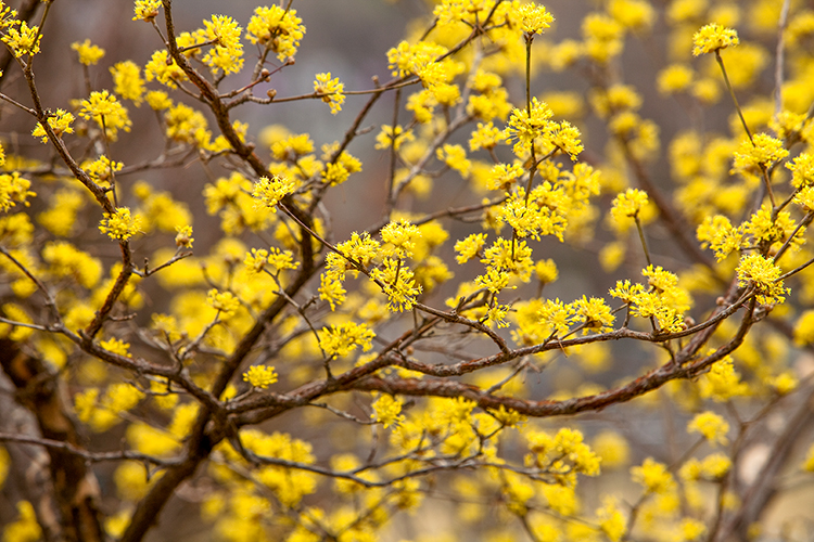 Cornus mas bloemen op kale takken