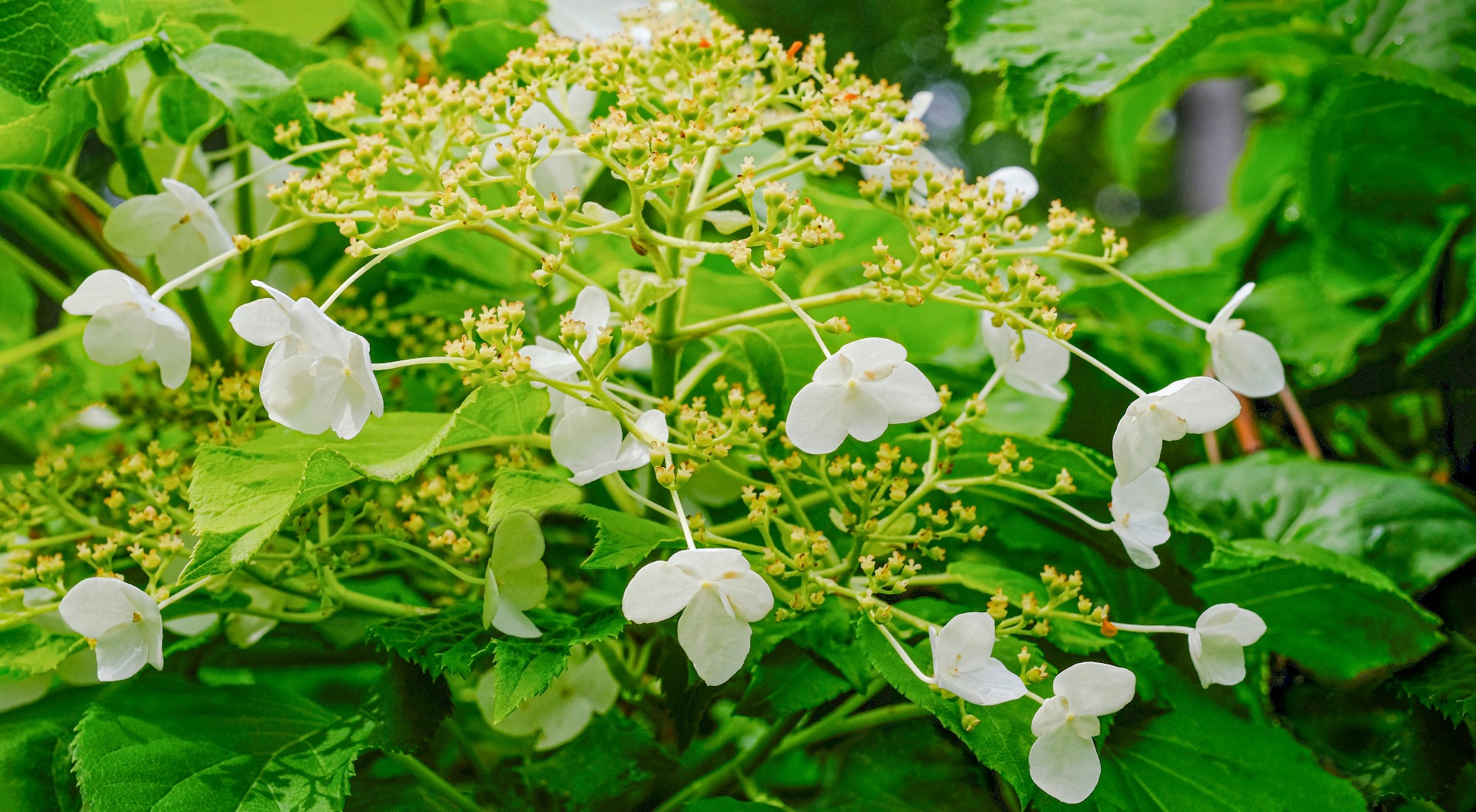 Klimhortensia Hydrangea petiolaris