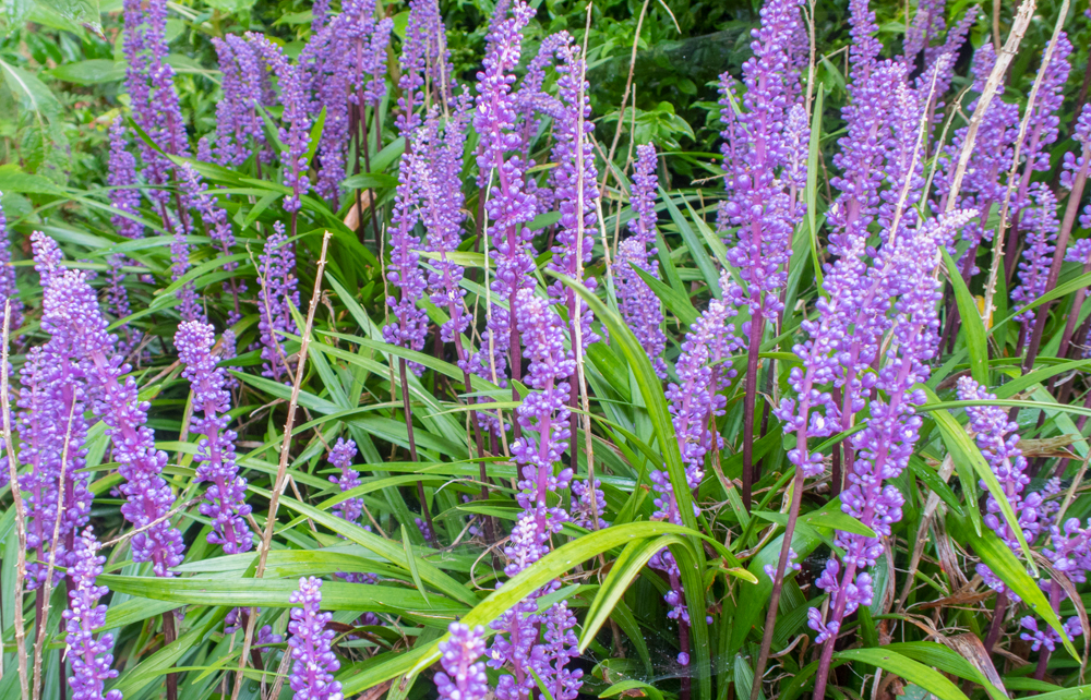 Vaste planten voor een kleurrijke hersttuin - Liriope muscari Leliegras
