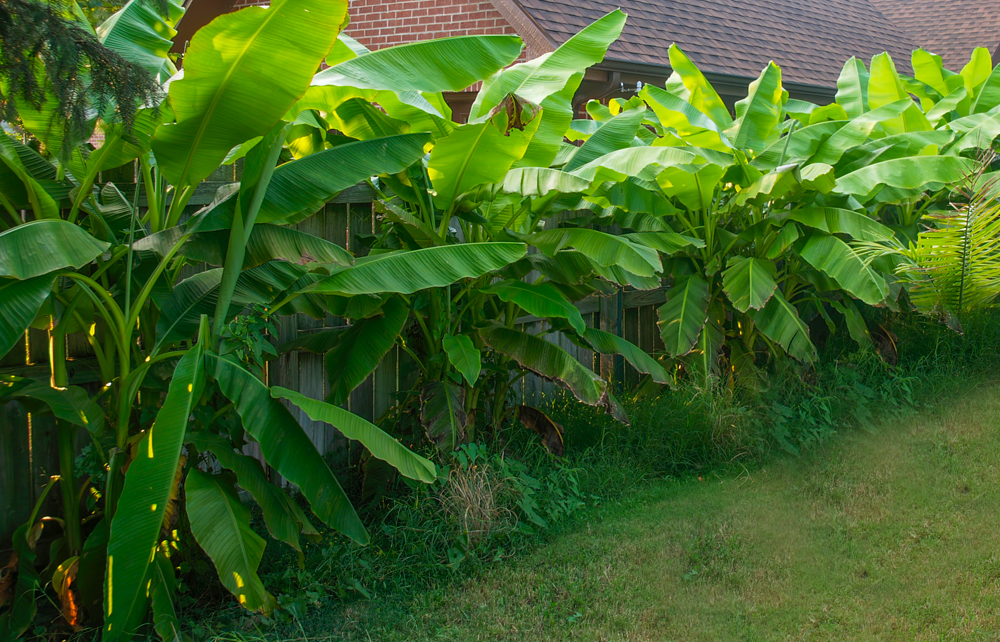 Exotische tuin - Musa basjoo Bananenboom/plant