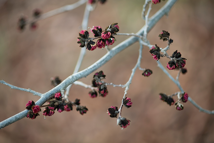 Parrotia persica meerstammig bloemen op kale takken