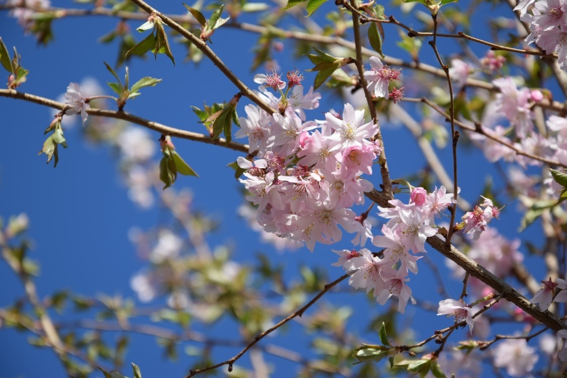 Prunus autumnalis 'Rosea' in bloei in de winter