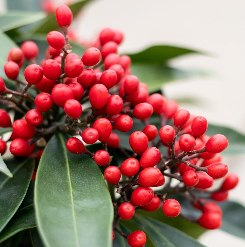 Skimmia 'Reevesiana' rode bessen in de winter