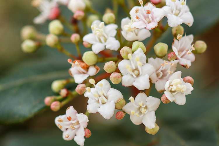 Sneeuwbal Viburnum tinus bloembol close up