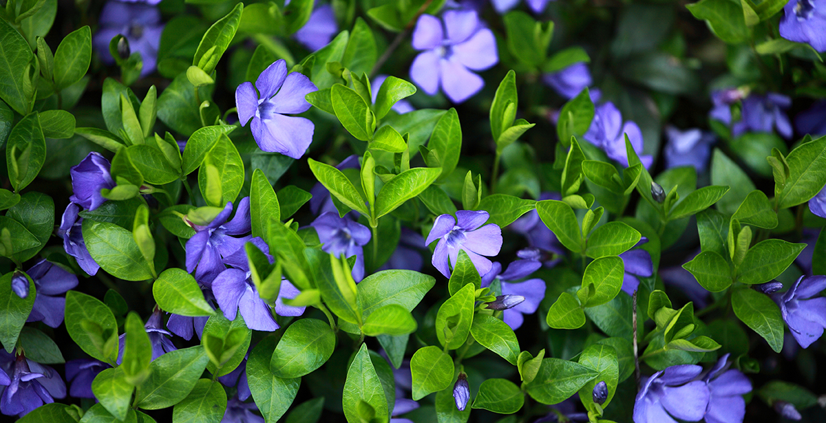 Kleine maagdenpalm Vinca minor