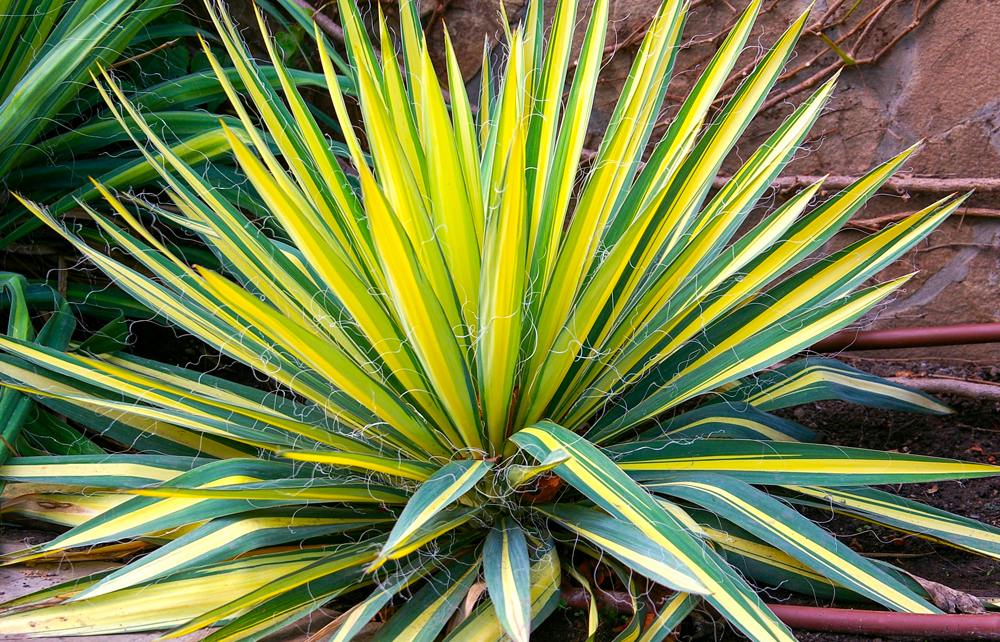 Droogtebestendige planten in de tuin - Yucca Palmlelie